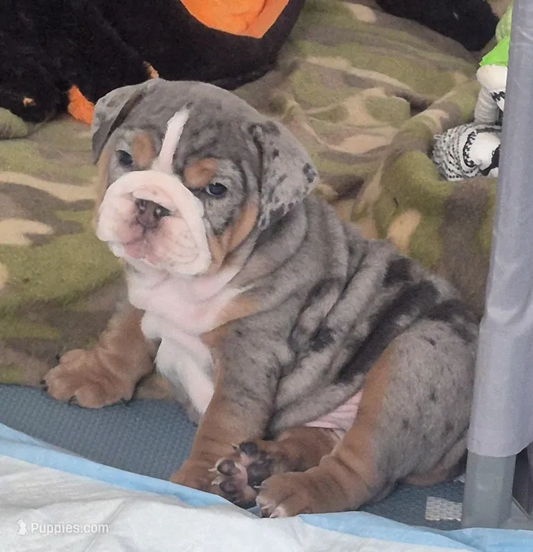 Dobby – English Bulldog puppy for sale in Colorado Springs, CO