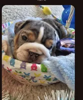 Dobby, a male English Bulldog for sale in Colorado Springs, CO – Photo 4 of 10