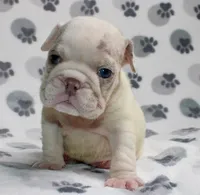 Dolly, a female English Bulldog for sale in Colorado Springs, CO – 2 of 3