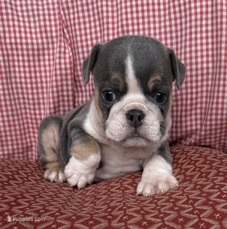 Rambo – English Bulldog puppy for sale in Colorado Springs, CO