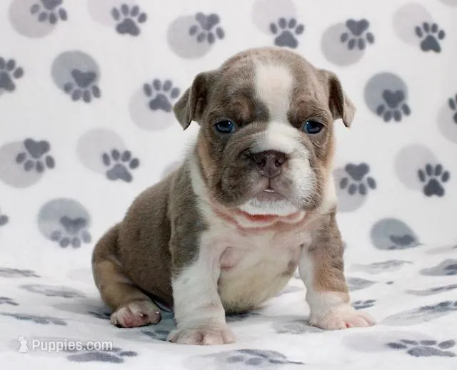 Gracie – English Bulldog puppy for sale in Colorado Springs, CO