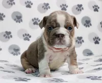 Gracie, a female English Bulldog for sale in Colorado Springs, CO – 1 of 4