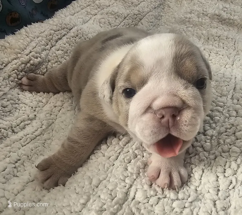 Dozer – English Bulldog puppy for sale in Colorado Springs, CO