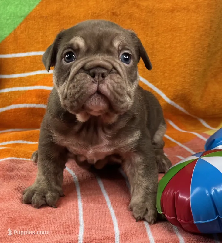 Goose – English Bulldog puppy for sale in Colorado Springs, CO