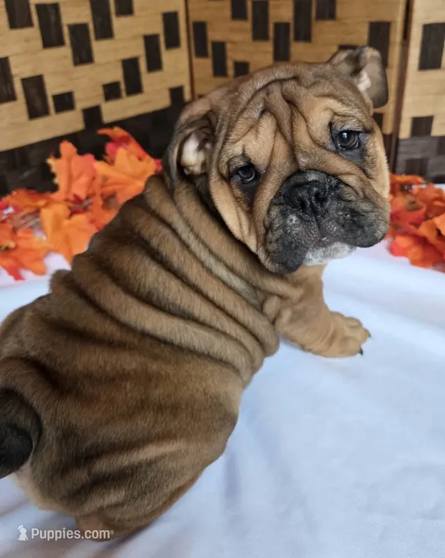 Peanut – English Bulldog puppy for sale in Colorado Springs, CO