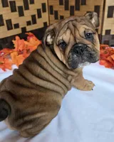 Peanut, a female English Bulldog for sale in Colorado Springs, CO – 1 of 10