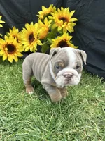 Olympia, a female English Bulldog for sale in Colorado Springs, CO – 2 of 10
