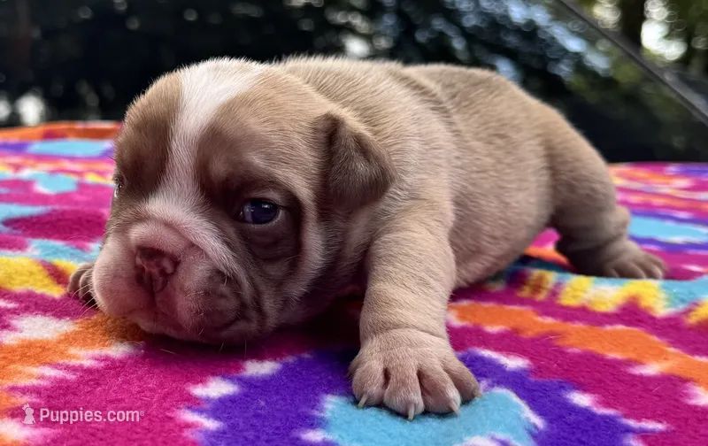 Rachel – English Bulldog puppy for sale in Colorado Springs, CO