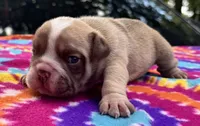 Rachel, a female English Bulldog for sale in Colorado Springs, CO – 1 of 9