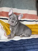 Matis, a male French Bulldog for sale in Colorado Springs, CO – 5 of 6