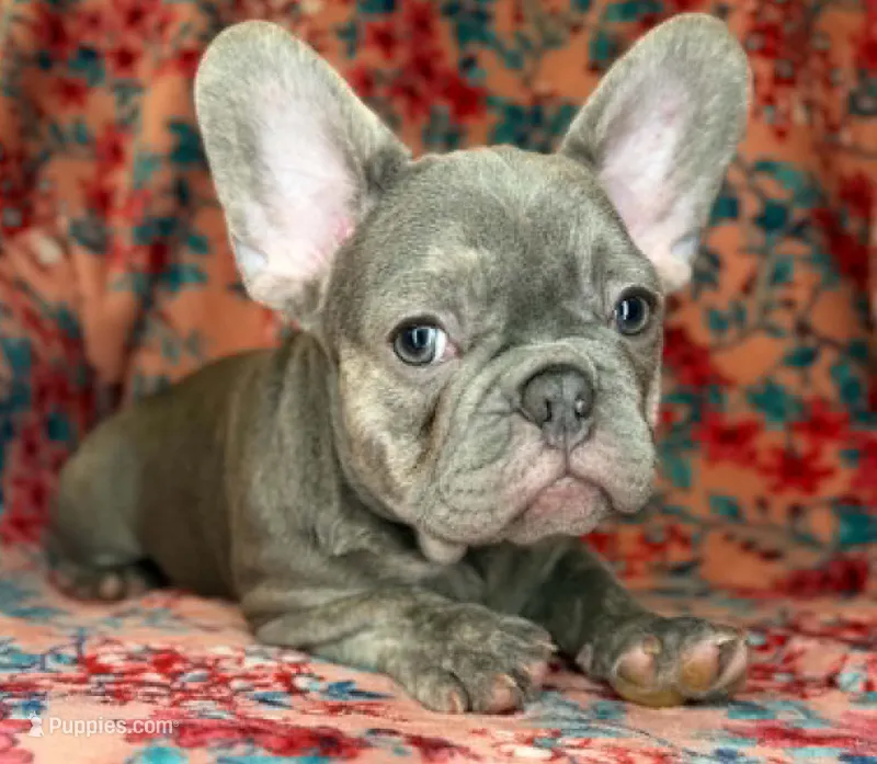 Matis – French Bulldog puppy for sale in Colorado Springs, CO