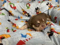 Jester, a male English Bulldog for sale in Colorado Springs, CO – 6 of 7