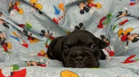 Viper, a male English Bulldog for sale in Colorado Springs, CO – 2 of 4