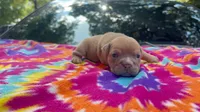 Janice, a female English Bulldog for sale in Colorado Springs, CO – 8 of 9