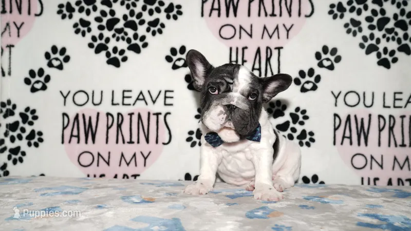 Jaq – French Bulldog puppy for sale in Colorado Springs, CO