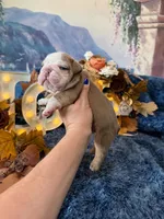 Rosie, a female English Bulldog for sale in Colorado Springs, CO – 3 of 8