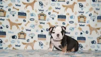 Peaches, a female English Bulldog for sale in Colorado Springs, CO – 5 of 10