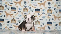 Peaches, a female English Bulldog for sale in Colorado Springs, CO – 7 of 10