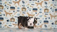 Peaches, a female English Bulldog for sale in Colorado Springs, CO – 6 of 10