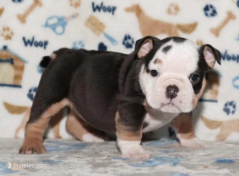 Peaches – English Bulldog puppy for sale in Colorado Springs, CO