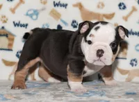 Peaches, a female English Bulldog for sale in Colorado Springs, CO – 1 of 10