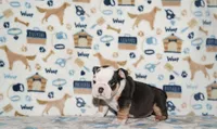 Peaches, a female English Bulldog for sale in Colorado Springs, CO – 3 of 10