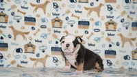 Peaches, a female English Bulldog for sale in Colorado Springs, CO – 9 of 10