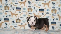Peaches, a female English Bulldog for sale in Colorado Springs, CO – 10 of 10