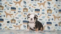 Peaches, a female English Bulldog for sale in Colorado Springs, CO – 4 of 10