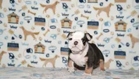Peaches, a female English Bulldog for sale in Colorado Springs, CO – 8 of 10