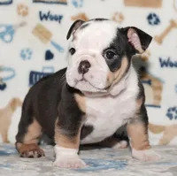 Peaches, a female English Bulldog for sale in Colorado Springs, CO – 2 of 10