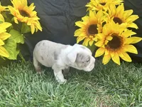Bodhi, a male English Bulldog for sale in Colorado Springs, CO – 4 of 10