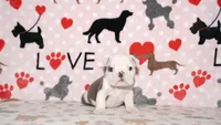 Turbo, a male English Bulldog for sale in Colorado Springs, CO – 4 of 10