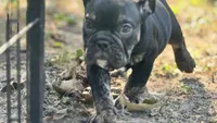 Viper, a male English Bulldog for sale in Colorado Springs, CO – 6 of 10