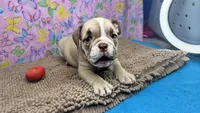 Rachel, a female English Bulldog for sale in Colorado Springs, CO – 2 of 10