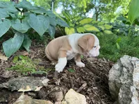 Gus, a male English Bulldog for sale in Colorado Springs, CO – 7 of 9