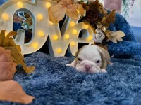 Gus, a male English Bulldog for sale in Colorado Springs, CO – 8 of 9