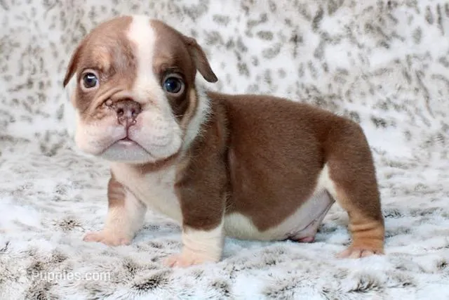 Frankie – English Bulldog puppy for sale in Colorado Springs, CO