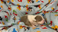 Maverick, a male English Bulldog for sale in Colorado Springs, CO – 5 of 6