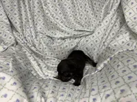 Phoenix, a female English Bulldog for sale in Colorado Springs, CO – 4 of 7