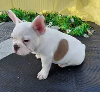 Krew, a male French Bulldog for sale in Colorado Springs, CO – Photo 6 of 8