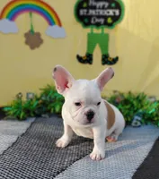 Krew, a male French Bulldog for sale in Colorado Springs, CO – Photo 2 of 8