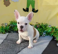 Krew, a male French Bulldog for sale in Colorado Springs, CO – Photo 1 of 8