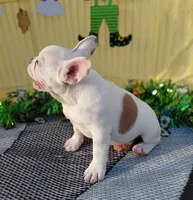 Krew, a male French Bulldog for sale in Colorado Springs, CO – Photo 5 of 8