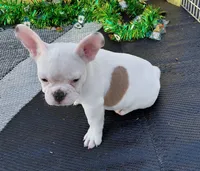 Krew, a male French Bulldog for sale in Colorado Springs, CO – Photo 7 of 8