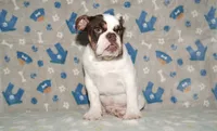 Biggie, a male English Bulldog for sale in Colorado Springs, CO – 2 of 10