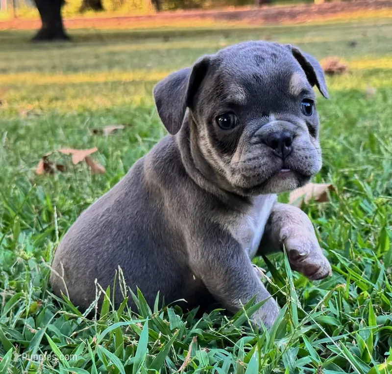 Spud – English Bulldog puppy for sale in Colorado Springs, CO