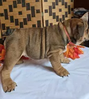 Peanut, a female English Bulldog for sale in Colorado Springs, CO – 5 of 10