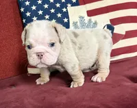 Hambone, a male English Bulldog for sale in Colorado Springs, CO – 3 of 10