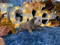 Atlas, a male English Bulldog for sale in Colorado Springs, CO – 2 of 10